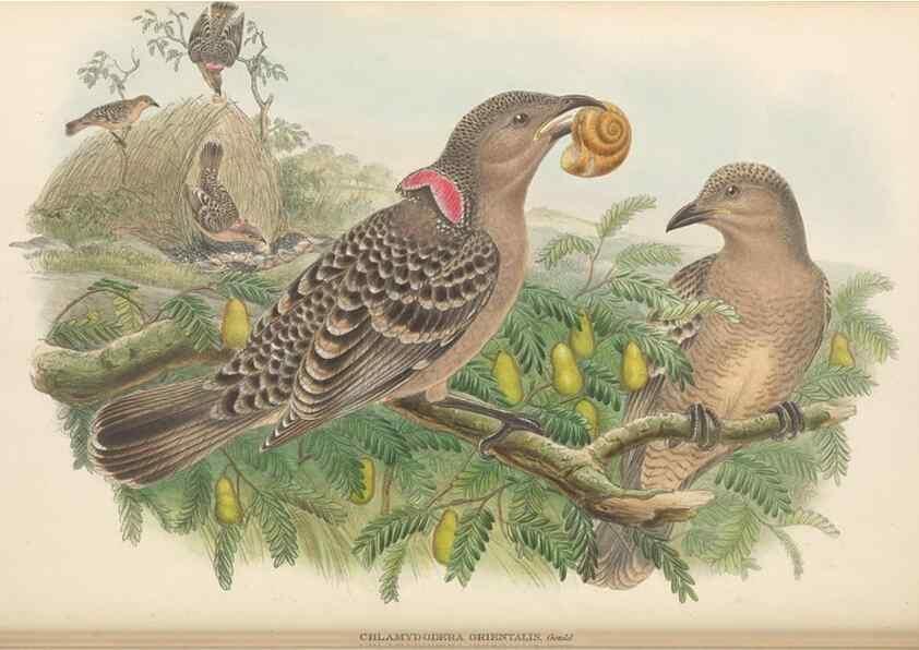 Reproducción/Reproduction 48765893726: The birds of New Guinea and the adjacent Papuan islands. London :Henry Sotheran & Co.,1875-1888.. 