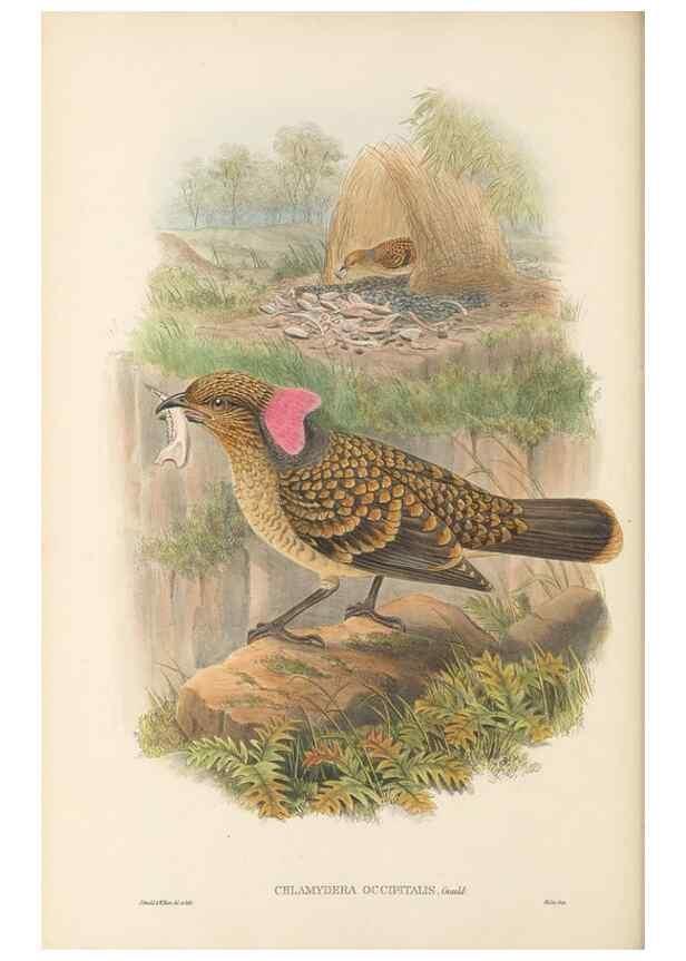 Reproducción/Reproduction 48766094412: The birds of New Guinea and the adjacent Papuan islands. London :Henry Sotheran & Co.,1875-1888.. 