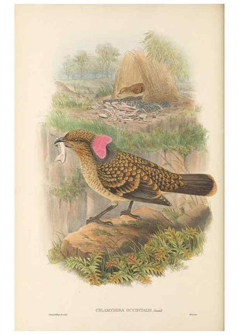 Reproducción/Reproduction 48766094412: The birds of New Guinea and the adjacent Papuan islands. London :Henry Sotheran & Co.,1875-1888.. 