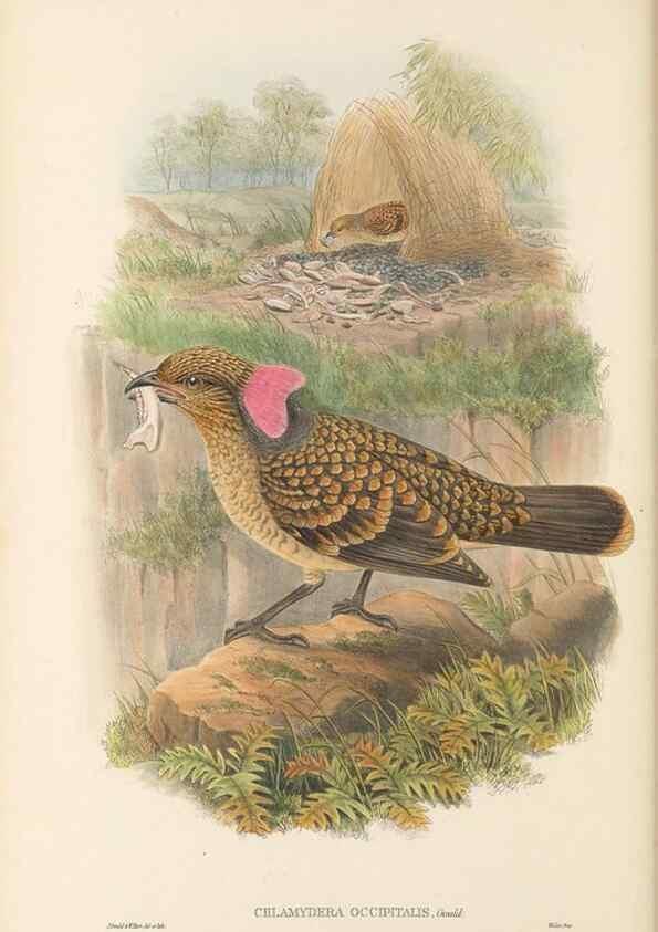 Reproducción/Reproduction 48766094412: The birds of New Guinea and the adjacent Papuan islands. London :Henry Sotheran & Co.,1875-1888.. 