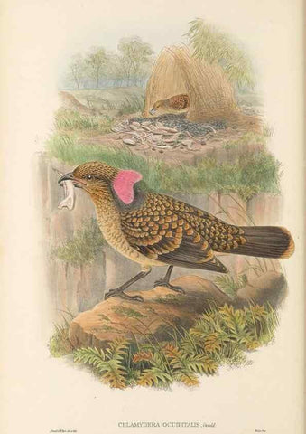 Reproducción/Reproduction 48766094412: The birds of New Guinea and the adjacent Papuan islands. London :Henry Sotheran & Co.,1875-1888.. 