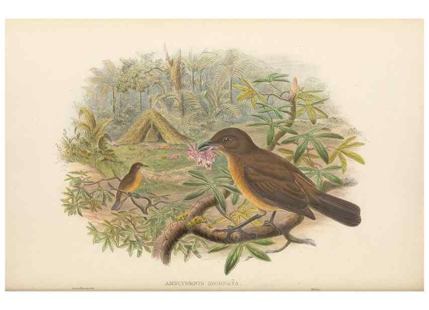 Reproducción/Reproduction 48766094732: The birds of New Guinea and the adjacent Papuan islands. London :Henry Sotheran & Co.,1875-1888.. 