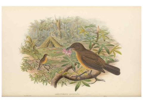 Reproducción/Reproduction 48766094732: The birds of New Guinea and the adjacent Papuan islands. London :Henry Sotheran & Co.,1875-1888.. 