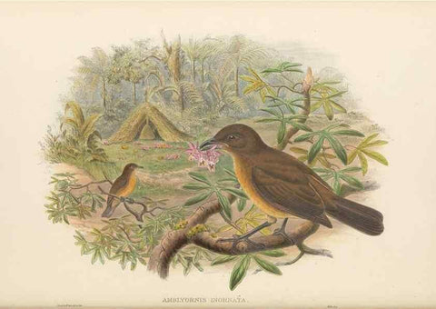 Reproducción/Reproduction 48766094732: The birds of New Guinea and the adjacent Papuan islands. London :Henry Sotheran & Co.,1875-1888.. 