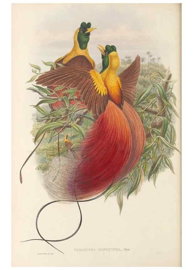 Reproducción/Reproduction 48766088737: The birds of New Guinea and the adjacent Papuan islands. London :Henry Sotheran & Co.,1875-1888.. 