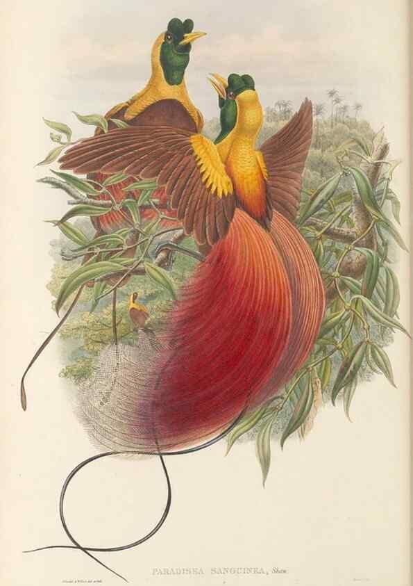 Reproducción/Reproduction 48766088737: The birds of New Guinea and the adjacent Papuan islands. London :Henry Sotheran & Co.,1875-1888.. 