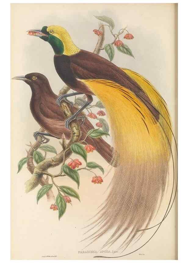 Reproducción/Reproduction 48765888501: The birds of New Guinea and the adjacent Papuan islands. London :Henry Sotheran & Co.,1875-1888.. 