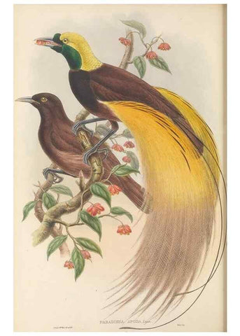 Reproducción/Reproduction 48765888501: The birds of New Guinea and the adjacent Papuan islands. London :Henry Sotheran & Co.,1875-1888.. 
