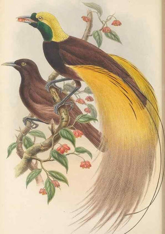 Reproducción/Reproduction 48765888501: The birds of New Guinea and the adjacent Papuan islands. London :Henry Sotheran & Co.,1875-1888.. 
