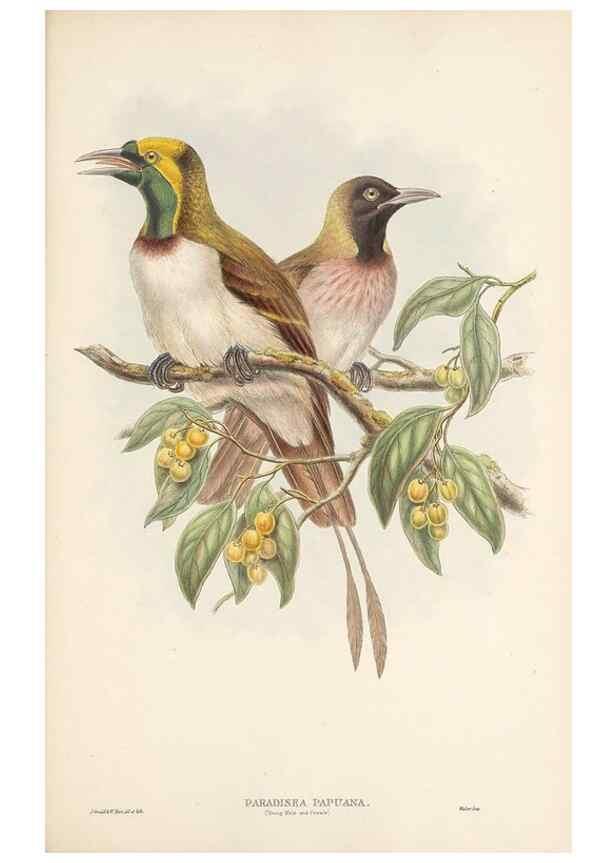 Reproducción/Reproduction 48765888111: The birds of New Guinea and the adjacent Papuan islands. London :Henry Sotheran & Co.,1875-1888.. 