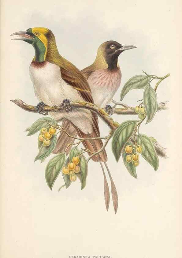 Reproducción/Reproduction 48765888111: The birds of New Guinea and the adjacent Papuan islands. London :Henry Sotheran & Co.,1875-1888.. 