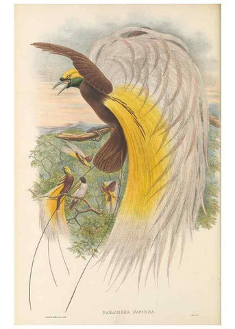 Reproducción/Reproduction 48765556848: The birds of New Guinea and the adjacent Papuan islands. London :Henry Sotheran & Co.,1875-1888.. 