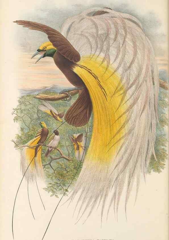Reproducción/Reproduction 48765556848: The birds of New Guinea and the adjacent Papuan islands. London :Henry Sotheran & Co.,1875-1888.. 