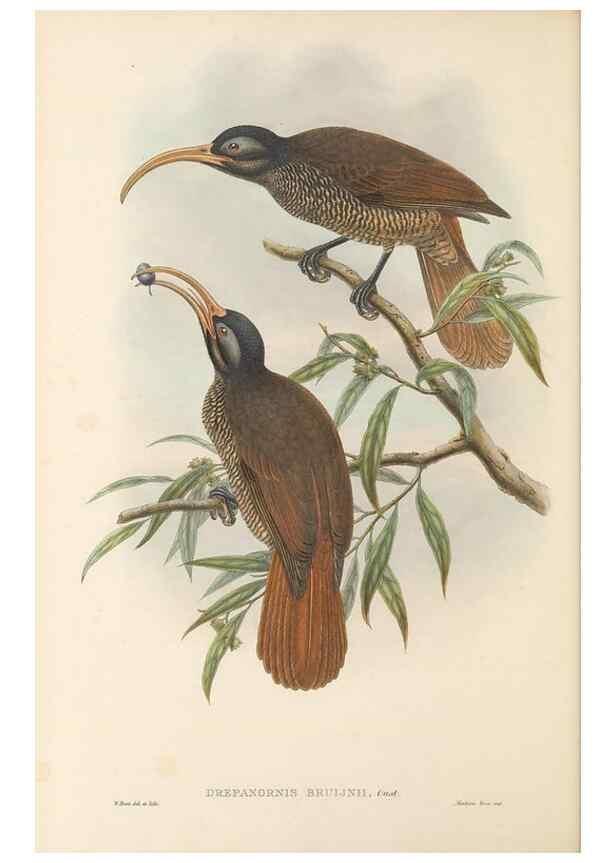 Reproducción/Reproduction 48766081932: The birds of New Guinea and the adjacent Papuan islands. London :Henry Sotheran & Co.,1875-1888.. 