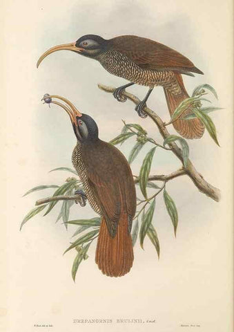 Reproducción/Reproduction 48766081932: The birds of New Guinea and the adjacent Papuan islands. London :Henry Sotheran & Co.,1875-1888.. 