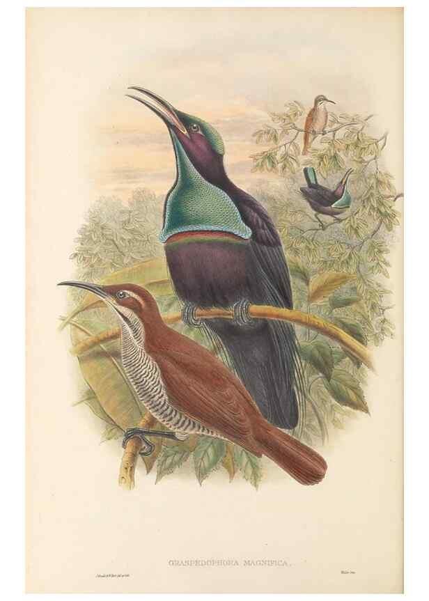 Reproducción/Reproduction 48765551213: The birds of New Guinea and the adjacent Papuan islands. London :Henry Sotheran & Co.,1875-1888.. 