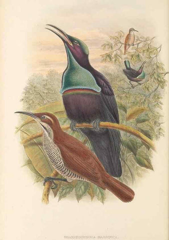 Reproducción/Reproduction 48765551213: The birds of New Guinea and the adjacent Papuan islands. London :Henry Sotheran & Co.,1875-1888.. 