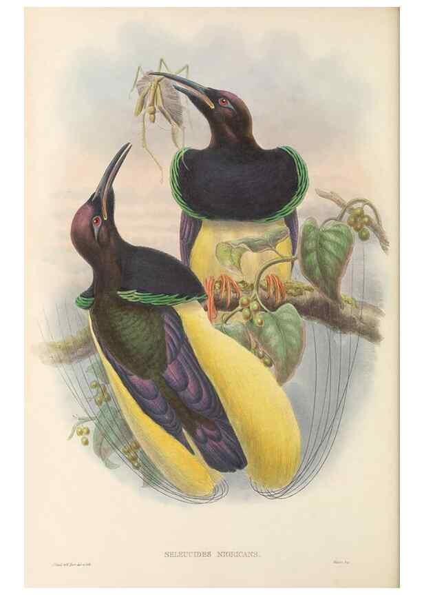 Reproducción/Reproduction 48765551548: The birds of New Guinea and the adjacent Papuan islands. London :Henry Sotheran & Co.,1875-1888.. 