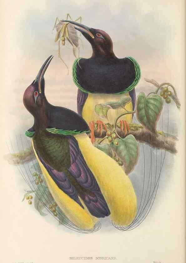 Reproducción/Reproduction 48765551548: The birds of New Guinea and the adjacent Papuan islands. London :Henry Sotheran & Co.,1875-1888.. 