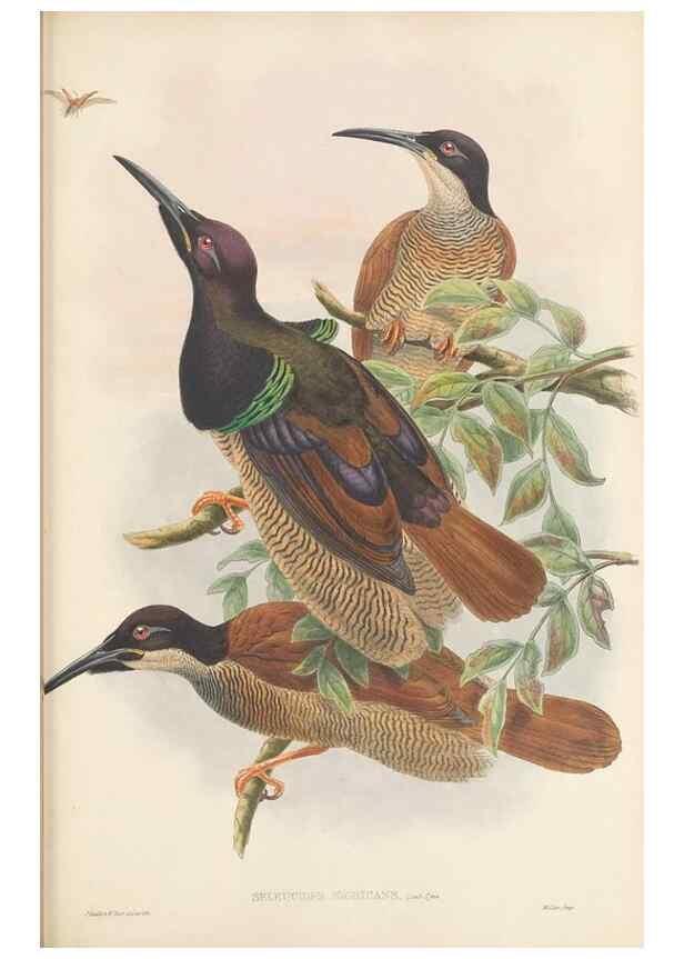 Reproducción/Reproduction 48766083037: The birds of New Guinea and the adjacent Papuan islands. London :Henry Sotheran & Co.,1875-1888.. 