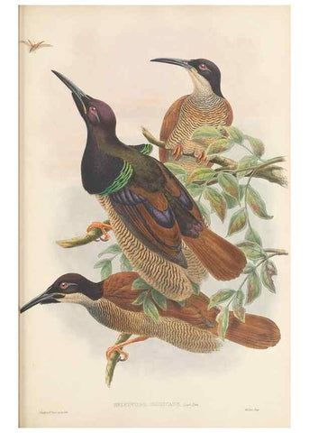 Reproducción/Reproduction 48766083037: The birds of New Guinea and the adjacent Papuan islands. London :Henry Sotheran & Co.,1875-1888.. 