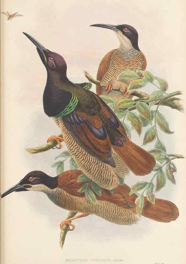 Reproducción/Reproduction 48766083037: The birds of New Guinea and the adjacent Papuan islands. London :Henry Sotheran & Co.,1875-1888.. 