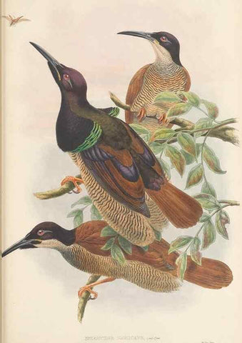 Reproducción/Reproduction 48766083037: The birds of New Guinea and the adjacent Papuan islands. London :Henry Sotheran & Co.,1875-1888.. 