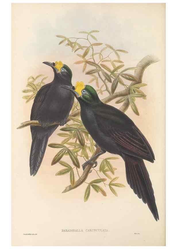 Reproducción/Reproduction 48765883106: The birds of New Guinea and the adjacent Papuan islands. London :Henry Sotheran & Co.,1875-1888.. 