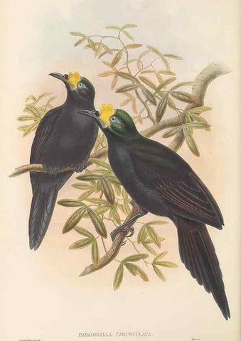 Reproducción/Reproduction 48765883106: The birds of New Guinea and the adjacent Papuan islands. London :Henry Sotheran & Co.,1875-1888.. 