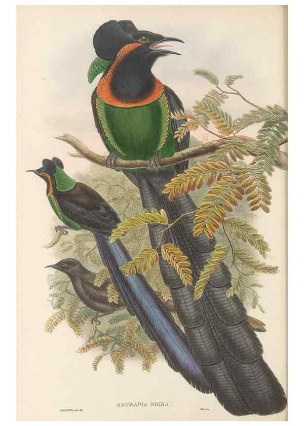 Reproducción/Reproduction 48765552688: The birds of New Guinea and the adjacent Papuan islands. London :Henry Sotheran & Co.,1875-1888.. 