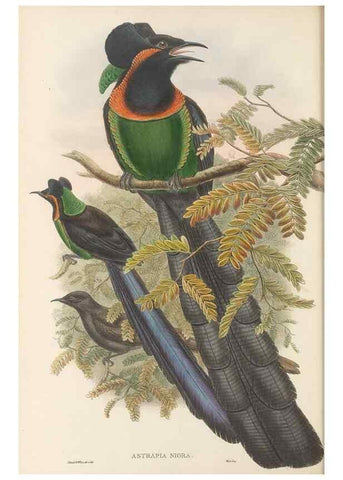 Reproducción/Reproduction 48765552688: The birds of New Guinea and the adjacent Papuan islands. London :Henry Sotheran & Co.,1875-1888.. 
