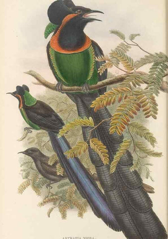 Reproducción/Reproduction 48765552688: The birds of New Guinea and the adjacent Papuan islands. London :Henry Sotheran & Co.,1875-1888.. 