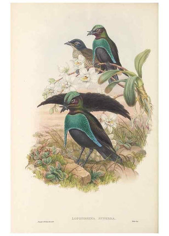 Reproducción/Reproduction 48766084047: The birds of New Guinea and the adjacent Papuan islands. London :Henry Sotheran & Co.,1875-1888.. 
