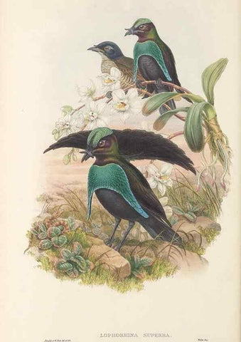 Reproducción/Reproduction 48766084047: The birds of New Guinea and the adjacent Papuan islands. London :Henry Sotheran & Co.,1875-1888.. 