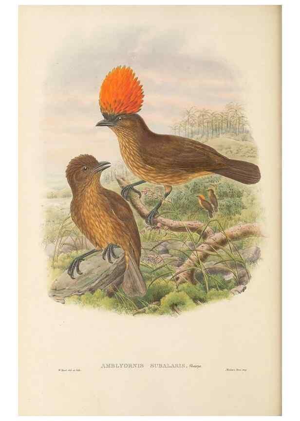 Reproducción/Reproduction 48766095327: The birds of New Guinea and the adjacent Papuan islands. London :Henry Sotheran & Co.,1875-1888.. 