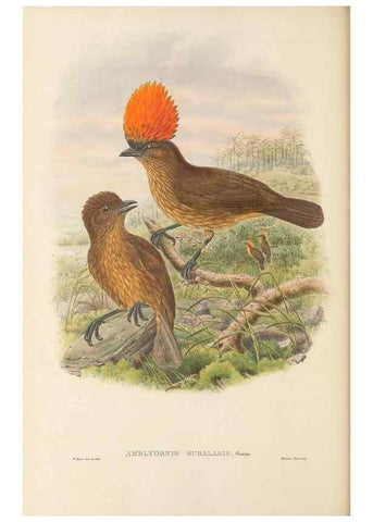 Reproducción/Reproduction 48766095327: The birds of New Guinea and the adjacent Papuan islands. London :Henry Sotheran & Co.,1875-1888.. 