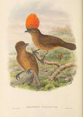 Reproducción/Reproduction 48766095327: The birds of New Guinea and the adjacent Papuan islands. London :Henry Sotheran & Co.,1875-1888.. 