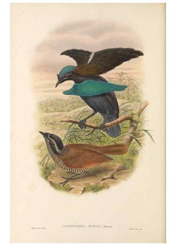 Reproducción/Reproduction 48766084302: The birds of New Guinea and the adjacent Papuan islands. London :Henry Sotheran & Co.,1875-1888.. 