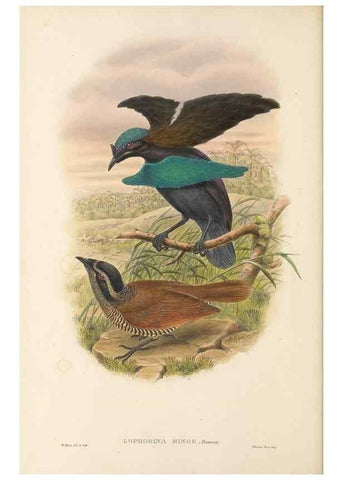 Reproducción/Reproduction 48766084302: The birds of New Guinea and the adjacent Papuan islands. London :Henry Sotheran & Co.,1875-1888.. 