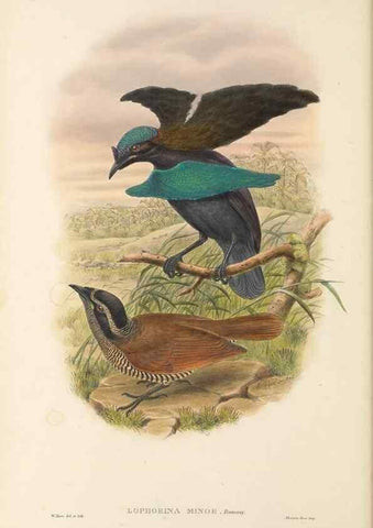 Reproducción/Reproduction 48766084302: The birds of New Guinea and the adjacent Papuan islands. London :Henry Sotheran & Co.,1875-1888.. 