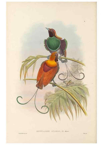 Reproducción/Reproduction 48765884896: The birds of New Guinea and the adjacent Papuan islands. London :Henry Sotheran & Co.,1875-1888.. 