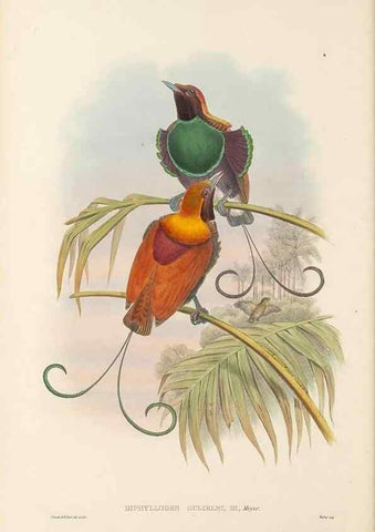 Reproducción/Reproduction 48765884896: The birds of New Guinea and the adjacent Papuan islands. London :Henry Sotheran & Co.,1875-1888.. 