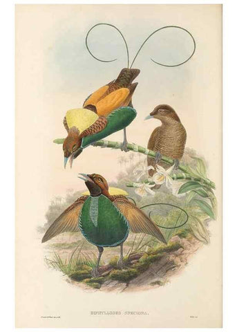 Reproducción/Reproduction 48765554343: The birds of New Guinea and the adjacent Papuan islands. London :Henry Sotheran & Co.,1875-1888.. 