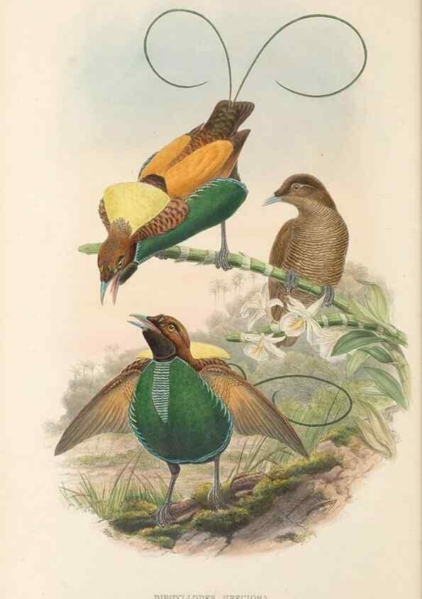 Reproducción/Reproduction 48765554343: The birds of New Guinea and the adjacent Papuan islands. London :Henry Sotheran & Co.,1875-1888.. 