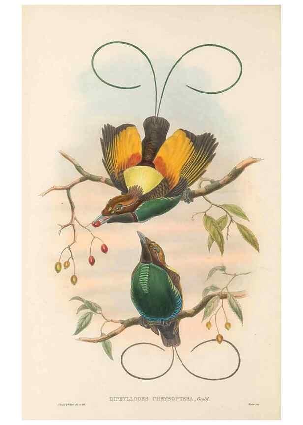 Reproducción/Reproduction 48765554758: The birds of New Guinea and the adjacent Papuan islands. London :Henry Sotheran & Co.,1875-1888.. 