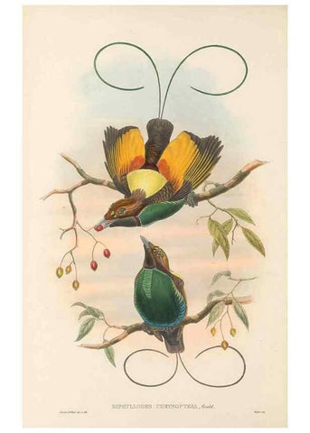 Reproducción/Reproduction 48765554758: The birds of New Guinea and the adjacent Papuan islands. London :Henry Sotheran & Co.,1875-1888.. 