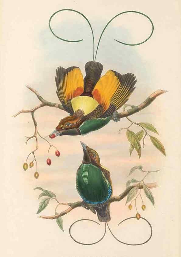 Reproducción/Reproduction 48765554758: The birds of New Guinea and the adjacent Papuan islands. London :Henry Sotheran & Co.,1875-1888.. 