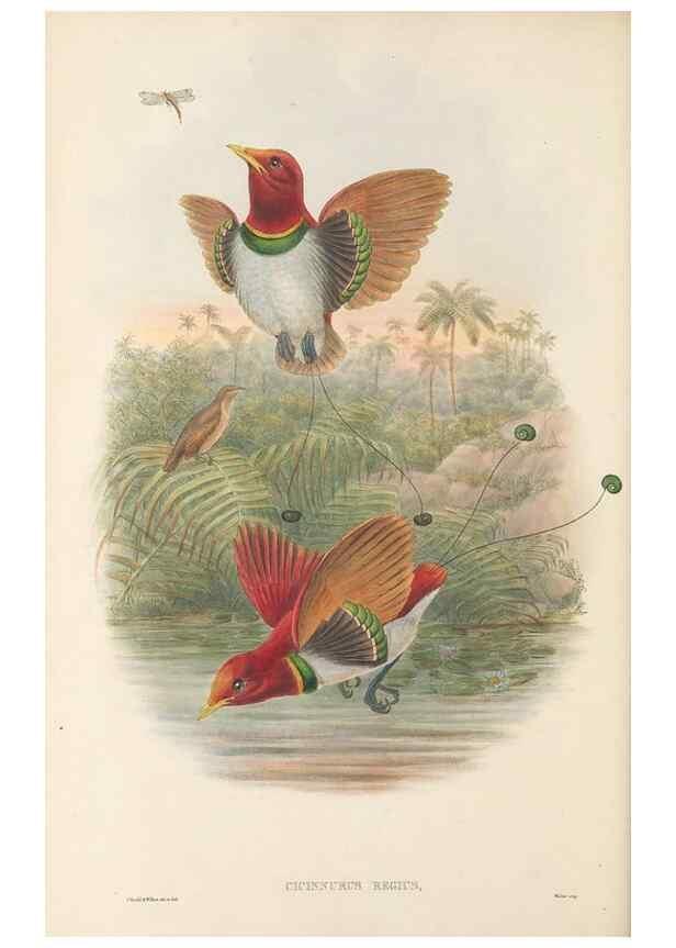 Reproducción/Reproduction 48765555048: The birds of New Guinea and the adjacent Papuan islands. London :Henry Sotheran & Co.,1875-1888.. 