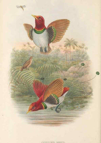 Reproducción/Reproduction 48765555048: The birds of New Guinea and the adjacent Papuan islands. London :Henry Sotheran & Co.,1875-1888.. 