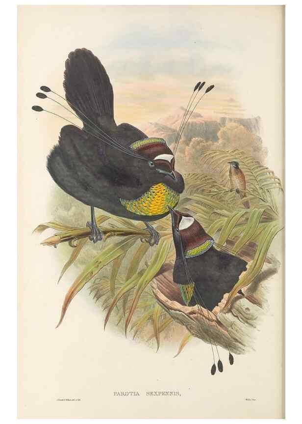 Reproducción/Reproduction 48765555493: The birds of New Guinea and the adjacent Papuan islands. London :Henry Sotheran & Co.,1875-1888.. 
